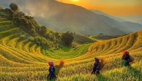 Rice Season Hoang Su Phi Ha Giang Tuyen Quang